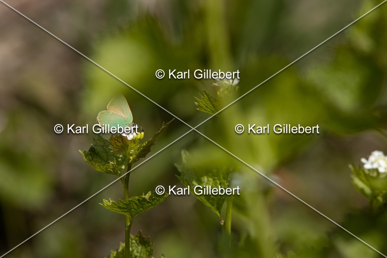 Karl-Gillebert-Argus-vert-Callophrys-rubi-0956