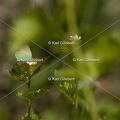 Karl-Gillebert-Argus-vert-Callophrys-rubi-0956