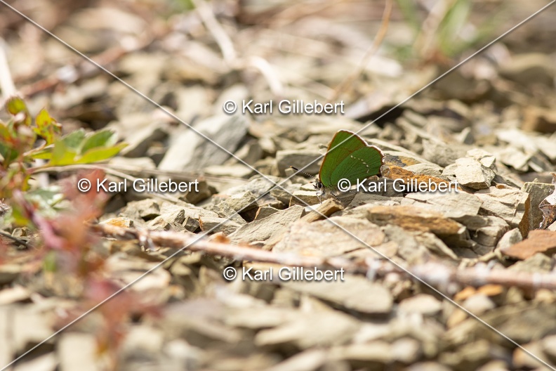 Karl-Gillebert-Argus-vert-Callophrys-rubi-1138.jpg
