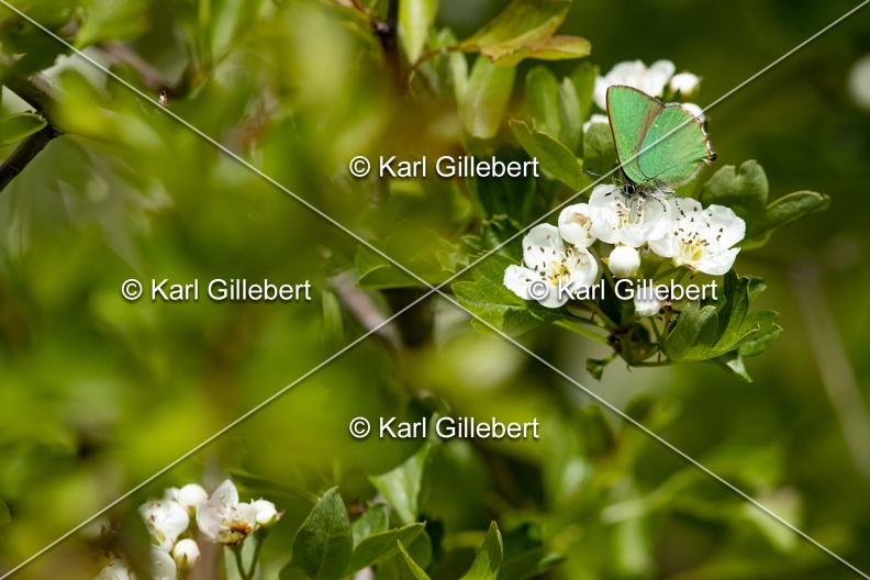 Karl-Gillebert-Argus-vert-Callophrys-rubi-1195.jpg