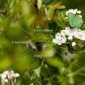 Karl-Gillebert-Argus-vert-Callophrys-rubi-1195