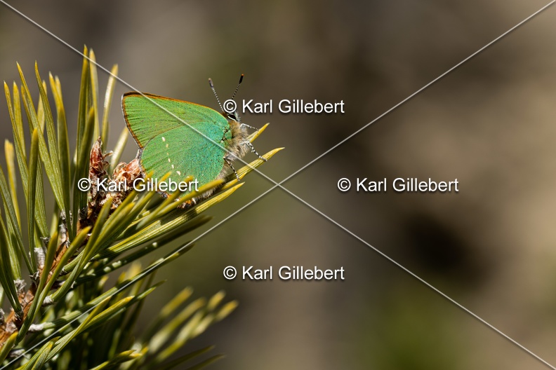 Karl-Gillebert-Argus-vert-Callophrys-rubi-3924.jpg