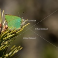 Karl-Gillebert-Argus-vert-Callophrys-rubi-3924