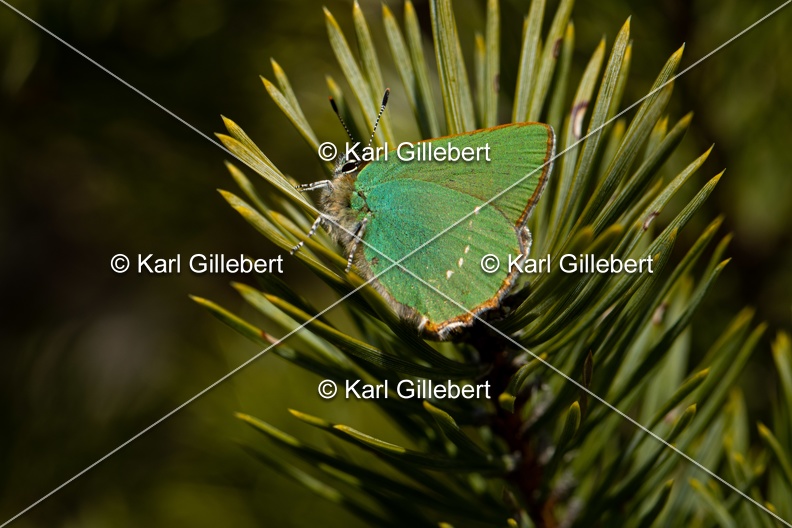 Karl-Gillebert-Argus-vert-Callophrys-rubi-3933