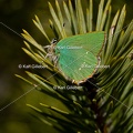 Karl-Gillebert-Argus-vert-Callophrys-rubi-3933