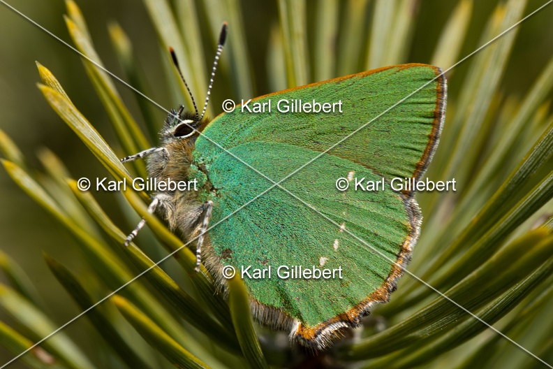 Karl-Gillebert-Argus-vert-Callophrys-rubi-3946