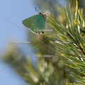 Karl-Gillebert-Argus-vert-Callophrys-rubi-3958