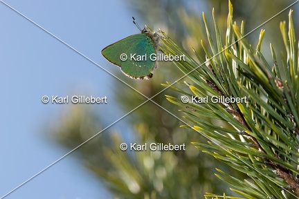 Karl-Gillebert-Argus-vert-Callophrys-rubi-3958