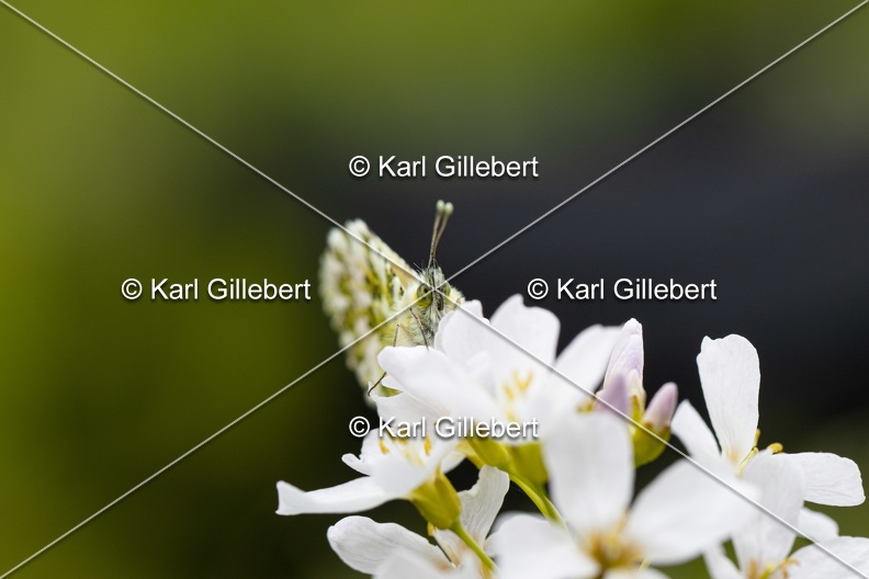 Karl-Gillebert-Aurore-Anthocharis-cardamines-7554.jpg