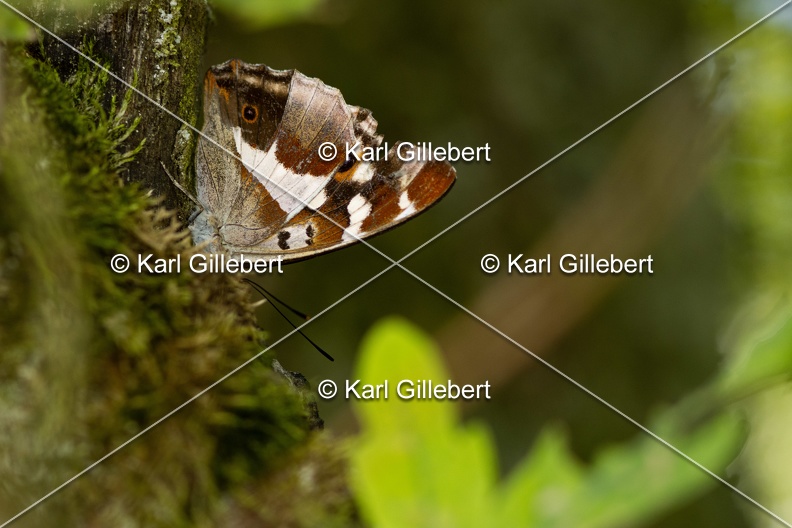 Karl-Gillebert-Grand-Mars-changeant-Apatura-iris-8893.jpg
