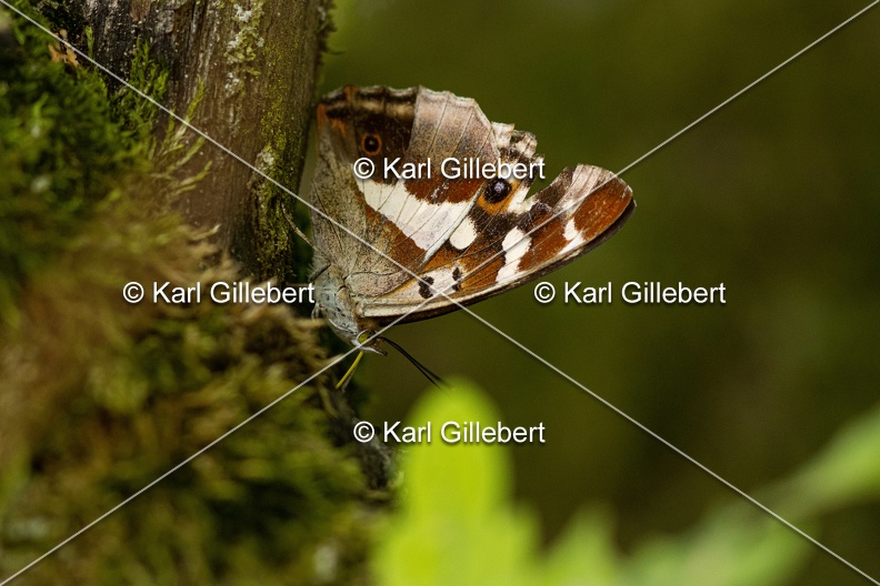 Karl-Gillebert-Grand-Mars-changeant-Apatura-iris-8938.jpg