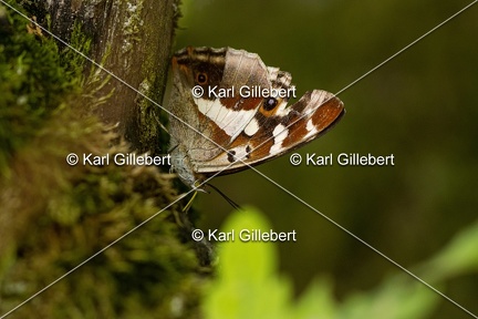 Karl-Gillebert-Grand-Mars-changeant-Apatura-iris-8938