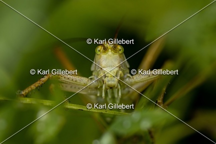 Karl-Gillebert-Grande-sauterelle-verte-Tettigonia-viridissima-7860
