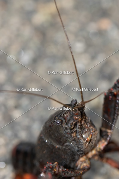 Karl-Gillebert-ecrevisse-de-Louisiane-Procambarus-clarkii-4169.jpg