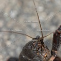 Karl-Gillebert-ecrevisse-de-Louisiane-Procambarus-clarkii-4169