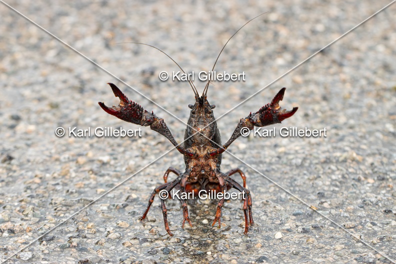 Karl-Gillebert-ecrevisse-de-Louisiane-Procambarus-clarkii-4172.jpg