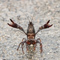 Karl-Gillebert-ecrevisse-de-Louisiane-Procambarus-clarkii-4172