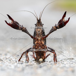 Écrevisse de Louisiane - Procambarus clarkii