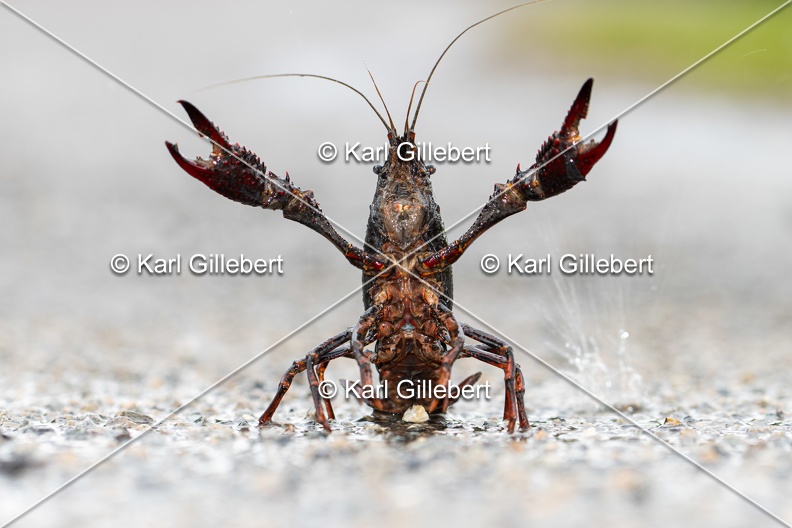 Karl-Gillebert-ecrevisse-de-Louisiane-Procambarus-clarkii-4176.jpg