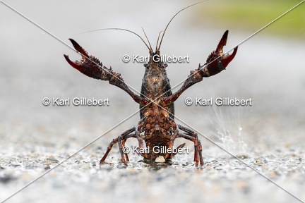 Karl-Gillebert-ecrevisse-de-Louisiane-Procambarus-clarkii-4176