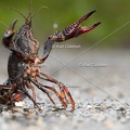 Karl-Gillebert-ecrevisse-de-Louisiane-Procambarus-clarkii-4178