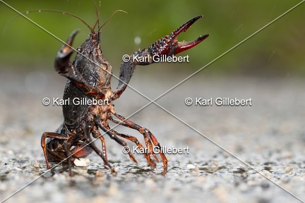 Karl-Gillebert-ecrevisse-de-Louisiane-Procambarus-clarkii-4178