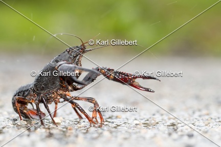 Karl-Gillebert-ecrevisse-de-Louisiane-Procambarus-clarkii-4181