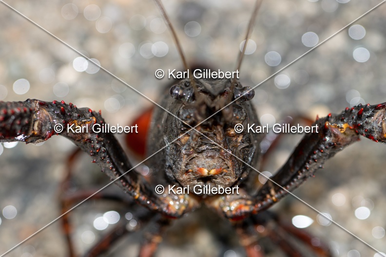 Karl-Gillebert-ecrevisse-de-Louisiane-Procambarus-clarkii-4165.jpg