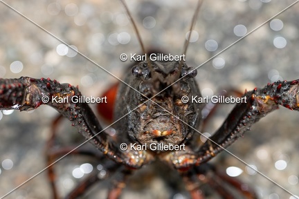 Karl-Gillebert-ecrevisse-de-Louisiane-Procambarus-clarkii-4165