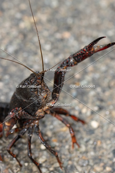 Karl-Gillebert-ecrevisse-de-Louisiane-Procambarus-clarkii-4166.jpg