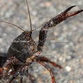 Karl-Gillebert-ecrevisse-de-Louisiane-Procambarus-clarkii-4166