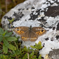 Ariane / Némusien - Lasiommata maera