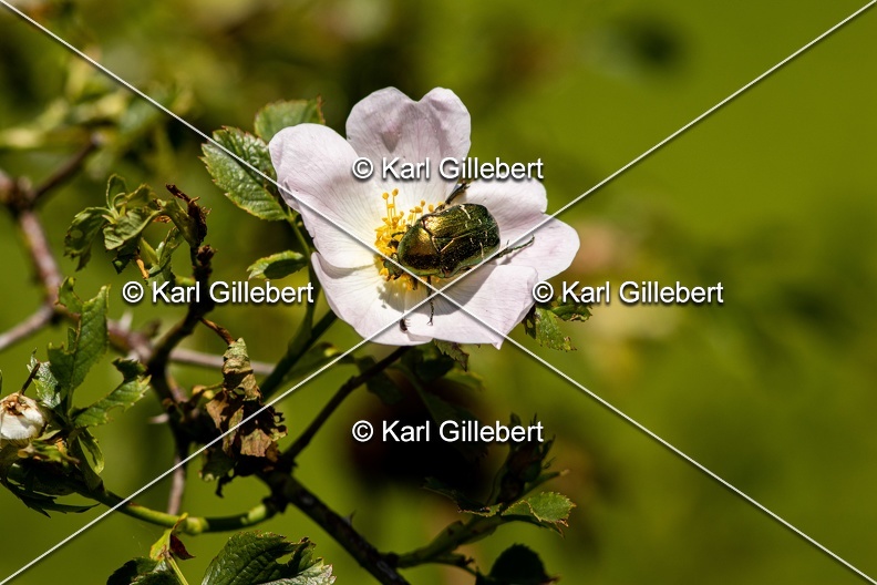 Karl-Gillebert-cetoine-doree-Cetonia-aurata-4151.jpg