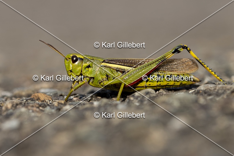 Karl-Gillebert-Criquet-ensanglante-Stethophyma-grossum-5818.jpg