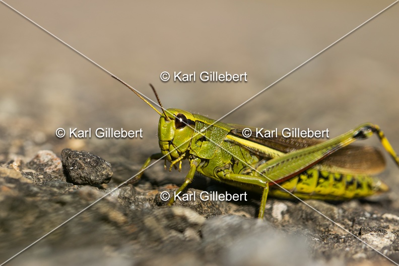 Karl-Gillebert-Criquet-ensanglante-Stethophyma-grossum-5825.jpg