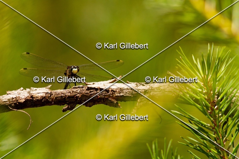 Karl-Gillebert-Leucorrhine-douteuse-Leucorrhinia-dubia-0055