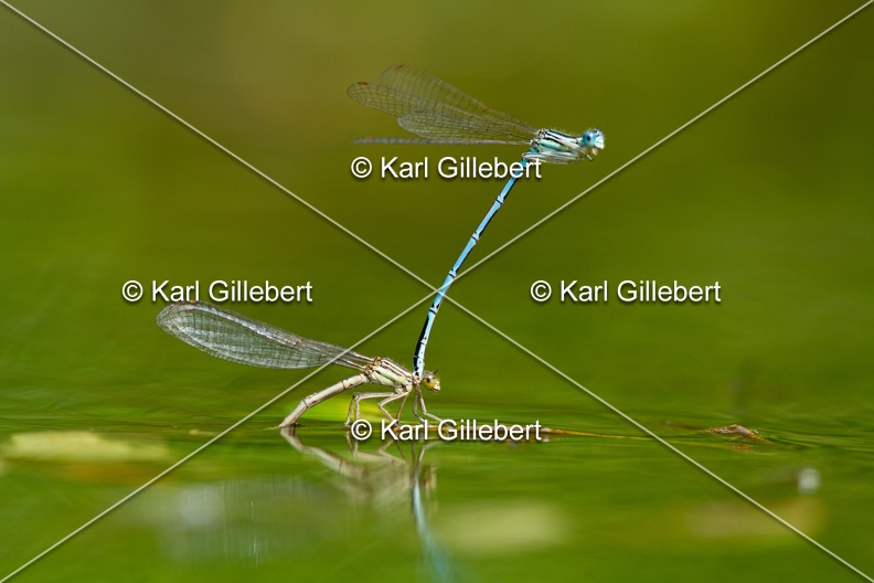 Karl-Gillebert-Agrion-a-larges-pattes-Platycnemis-pennipes-0414.jpg