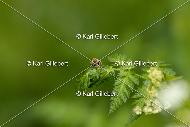 Karl-Gillebert-Andrene-cul-rouille-Andrena-haemorrhoa-0886