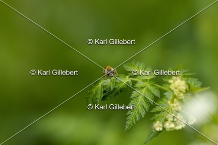 Karl-Gillebert-Andrene-cul-rouille-Andrena-haemorrhoa-0886