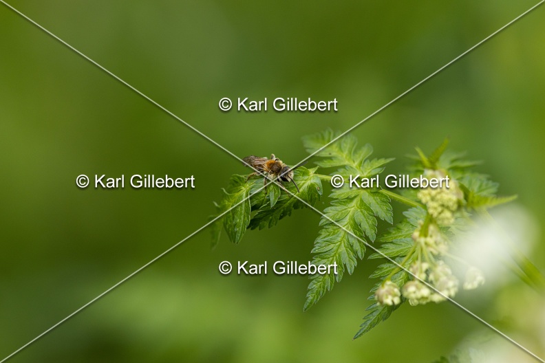 Karl-Gillebert-Andrene-cul-rouille-Andrena-haemorrhoa-0889.jpg