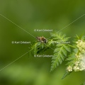 Karl-Gillebert-Andrene-cul-rouille-Andrena-haemorrhoa-0889