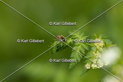 Karl-Gillebert-Andrene-cul-rouille-Andrena-haemorrhoa-0889