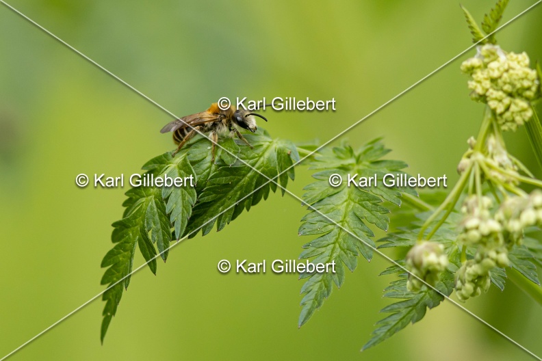 Karl-Gillebert-Andrene-cul-rouille-Andrena-haemorrhoa-0897.jpg