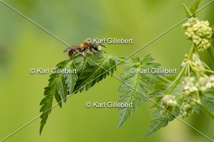 Karl-Gillebert-Andrene-cul-rouille-Andrena-haemorrhoa-0897