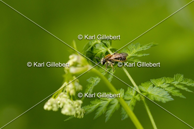 Karl-Gillebert-Andrene-cul-rouille-Andrena-haemorrhoa-0882.jpg