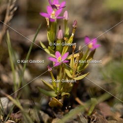 Erythrée élégante - Centaurium pulchellum