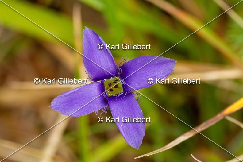 Karl-Gillebert-Gentiane-ciliee-Gentianopsis-ciliata-5961.jpg