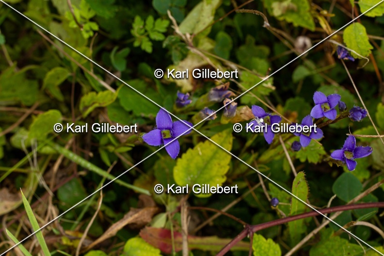 Karl-Gillebert-Gentiane-ciliee-Gentianopsis-ciliata-6106.jpg