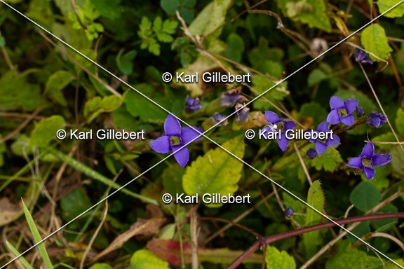 Karl-Gillebert-Gentiane-ciliee-Gentianopsis-ciliata-6106