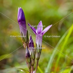 Gentianelle d'Allemagne - Gentianella germanica